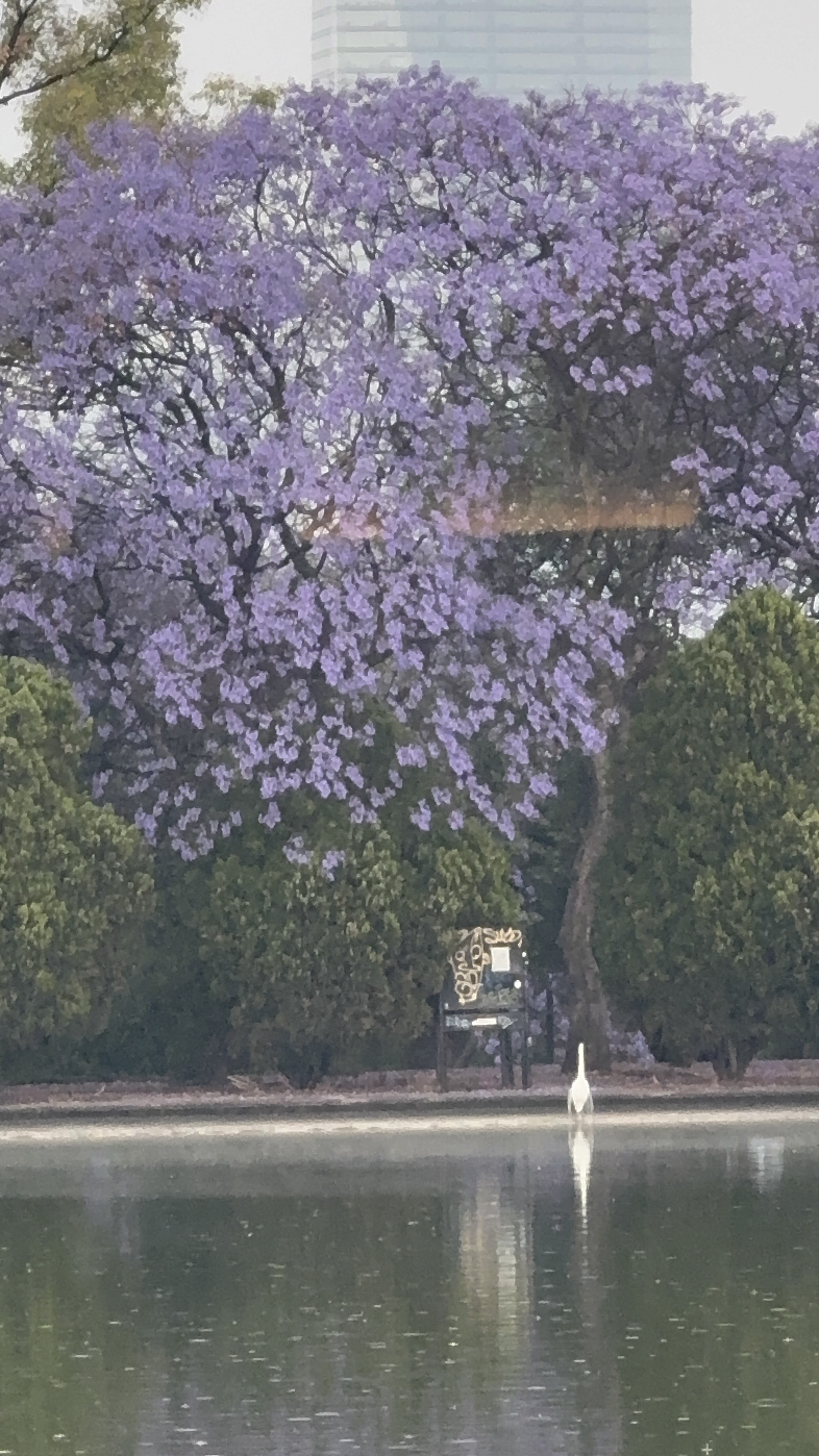 Jacaranda y Garza